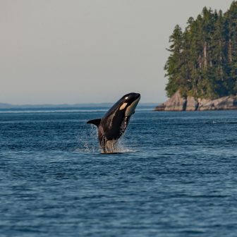 Kayaking BC’s Wild Orca Haven